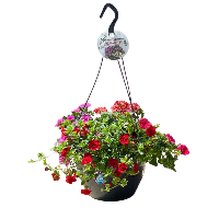 fuchsia rood hanger